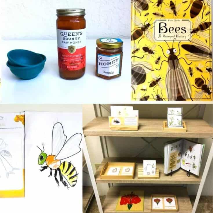 Montessori Bee Activities for Preschool and Elementary