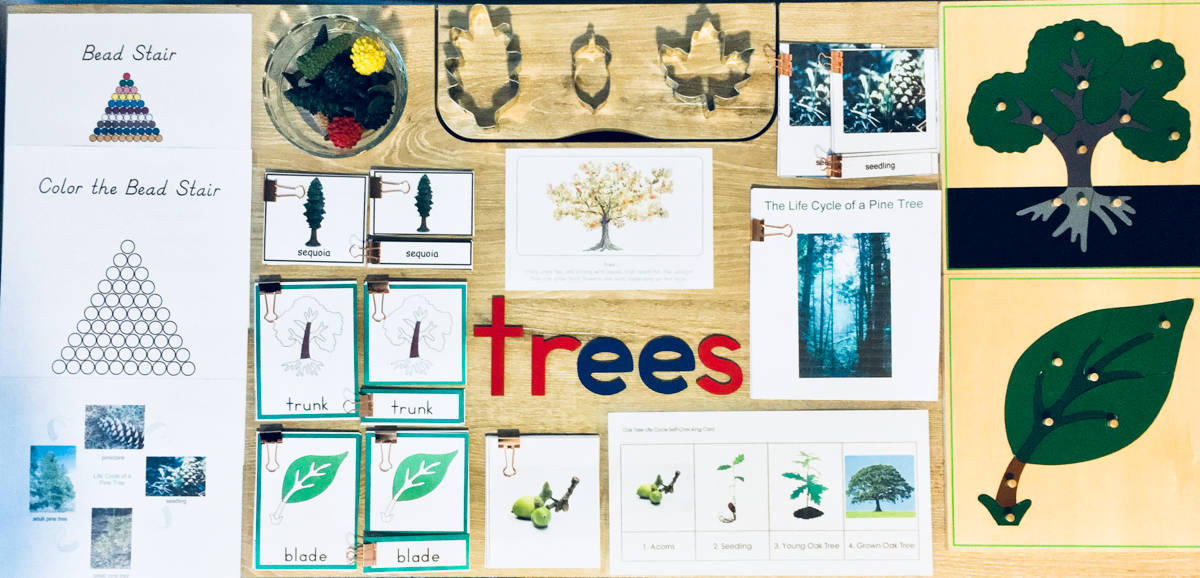 Montessori Tree Activities for Preschoolers on display on a table