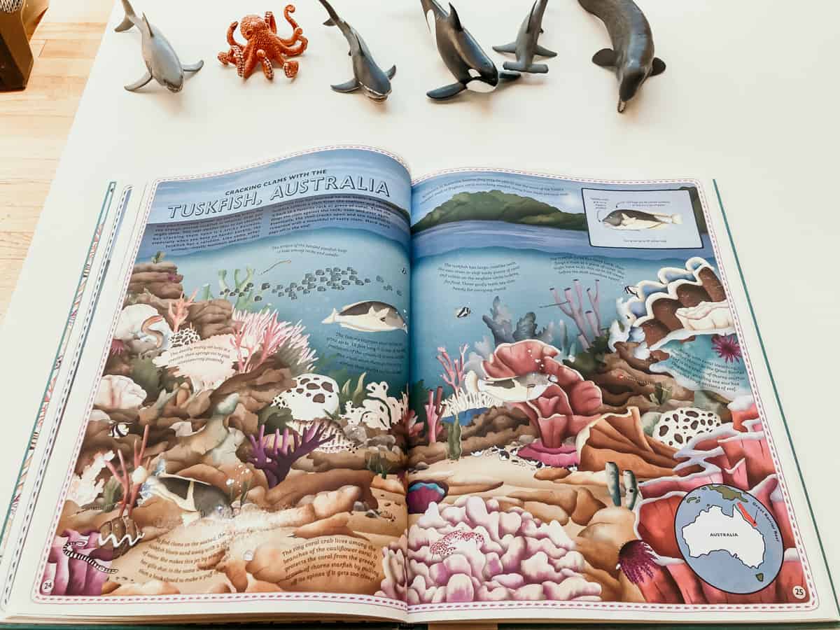 The Atlas of Ocean Adventures open to a section about Tuskfish in Australia and Schleich marine animals on the table next to it.