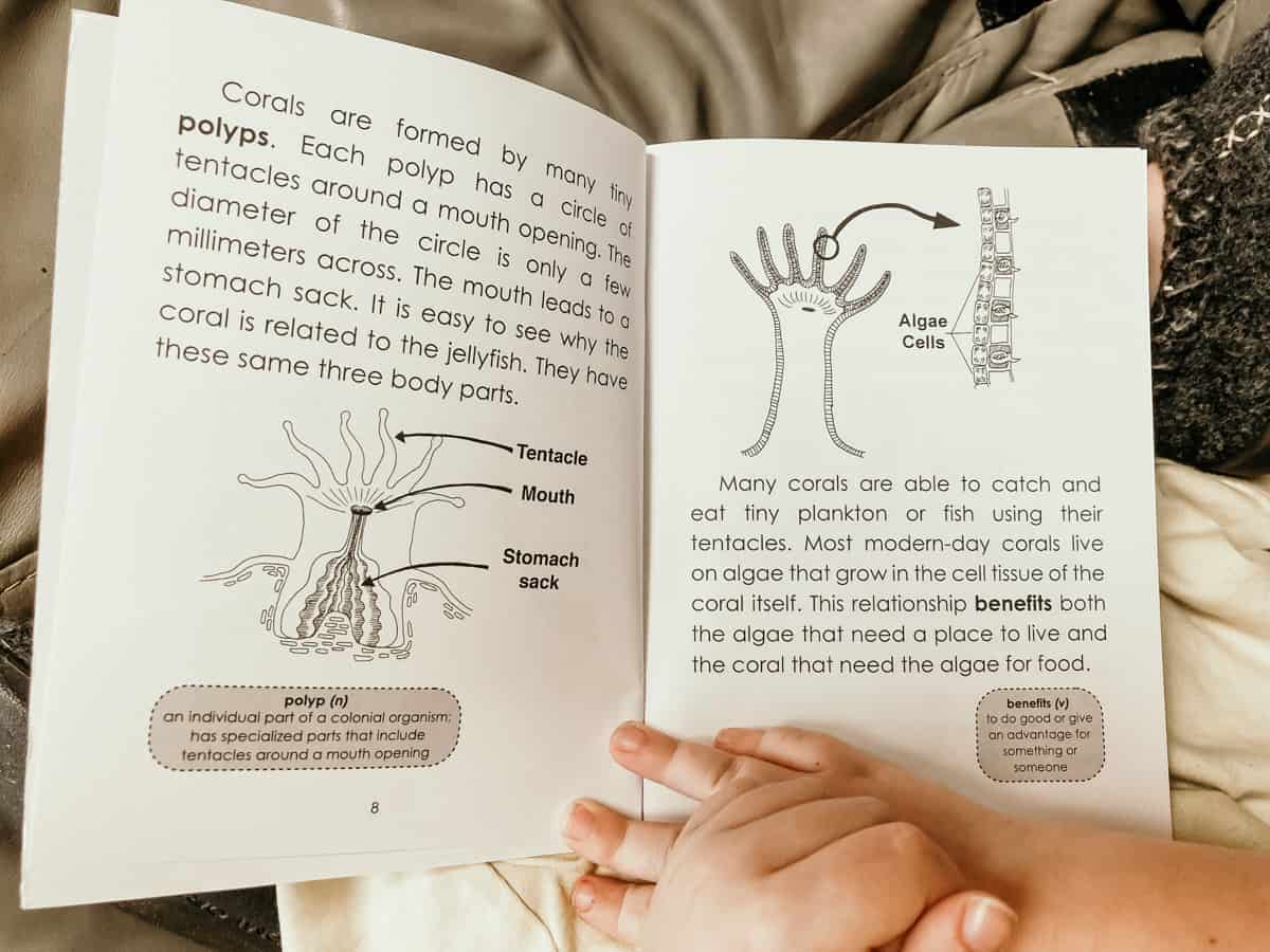 Child reading a section of the Fossilicious Corals book about parts of a coral polyp and the relationship between algae and corals.