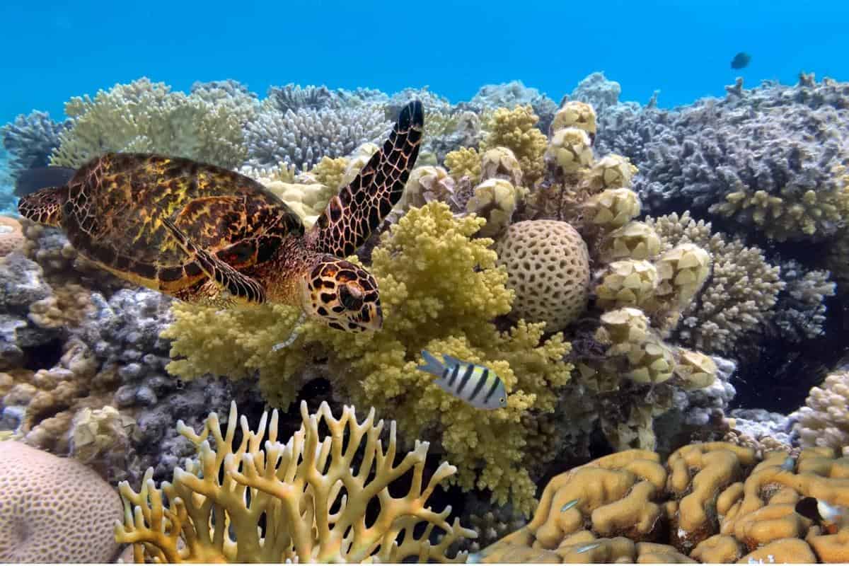 sea turtle and fish swimming among the corals of The Great Barrier Reef. Stock photo provided by Canva.