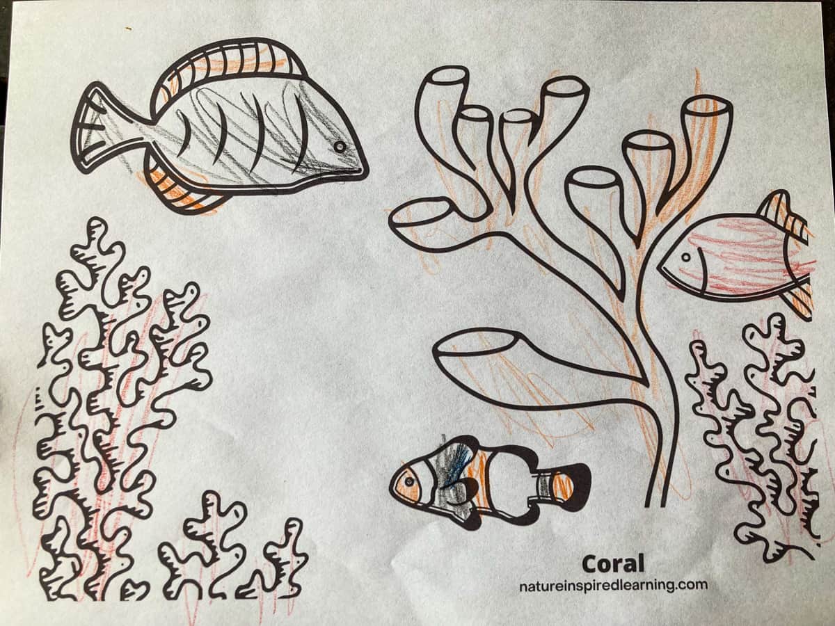 Colored in Nature Inspired Learning Coral Reef coloring page