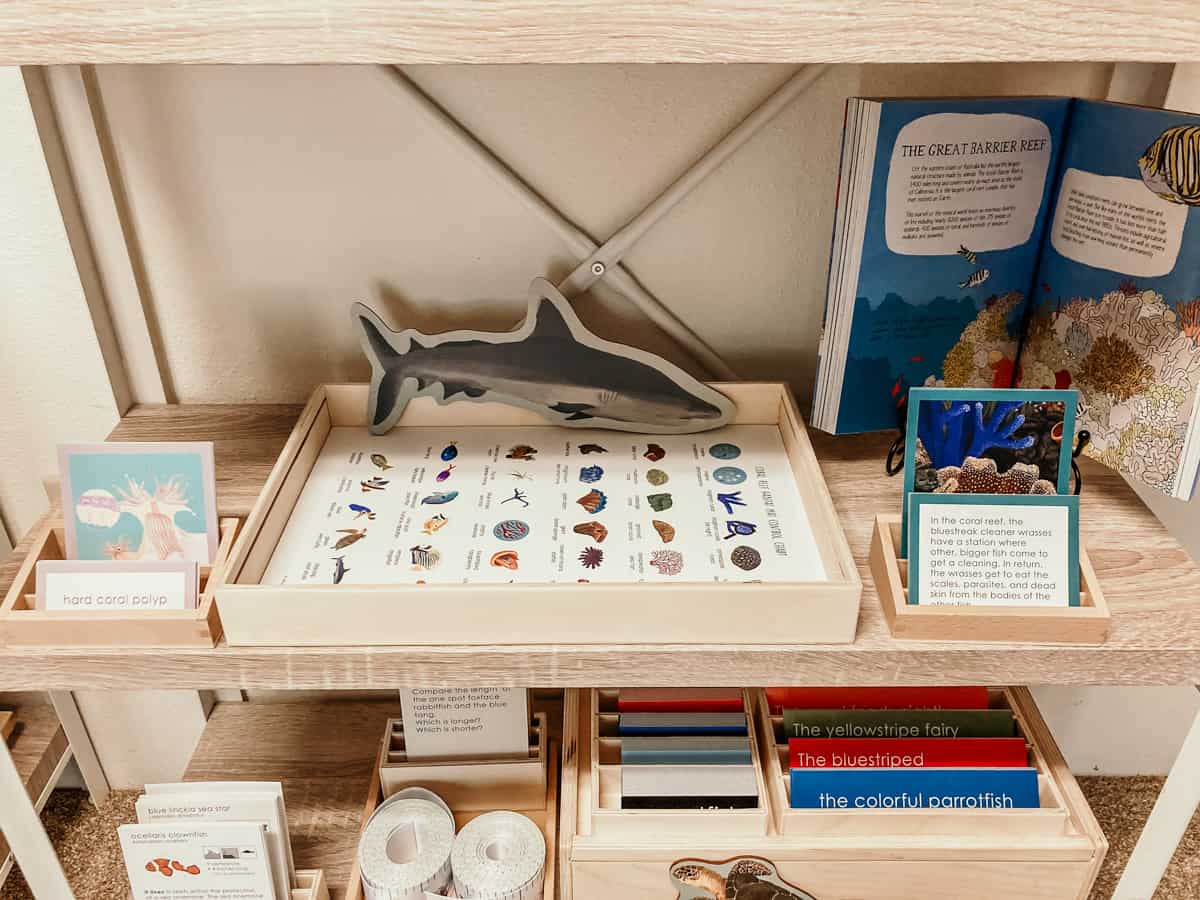 Waseca Biomes Coral Reef Habitat Mat materials including parts of a coral polyp cards, a large wooden shark, tray of coral reef organism images, and Ocean Anatomy book open to a section about The Great Barrier Reef.