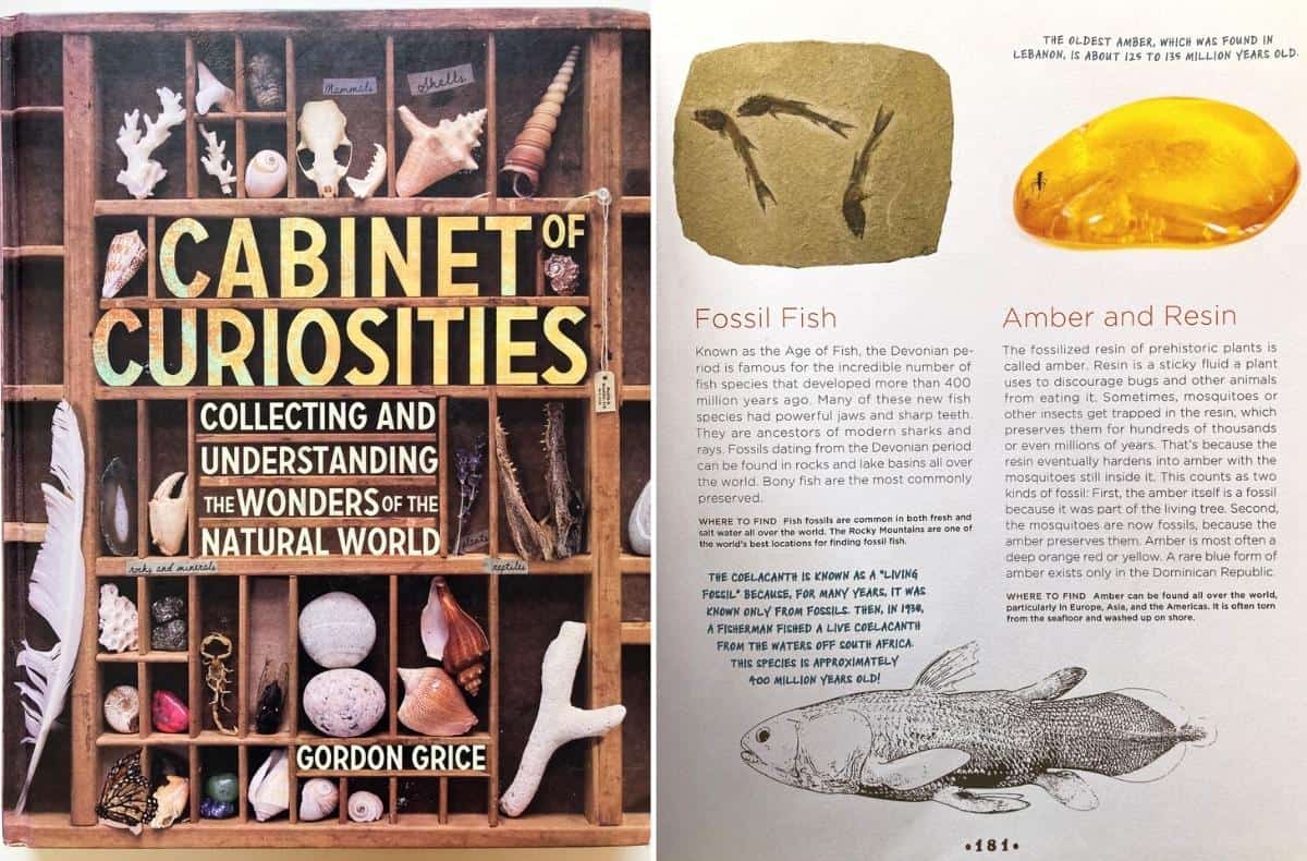 cover of Cabinet of Curiosities: Collecting and Understanding the Wonders of the Natural World by Gordon Grice and a page about fossils