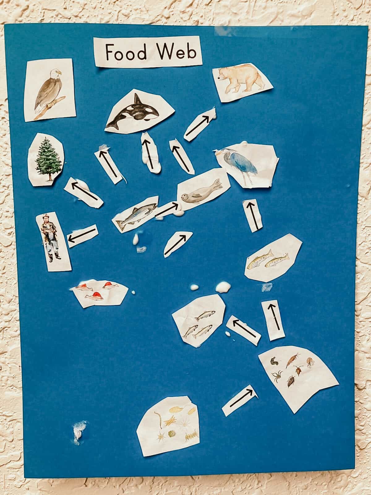 Food web for salmon including illustrations of people and animals on blue paper