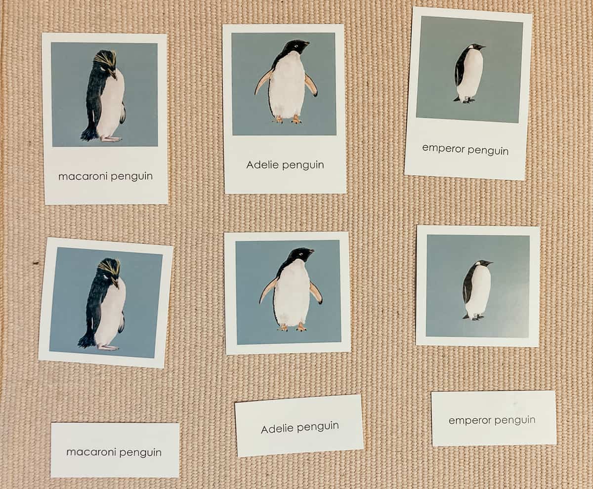 Three part cards of a macaroni penguin, Adelie penguin, and emperor penguin