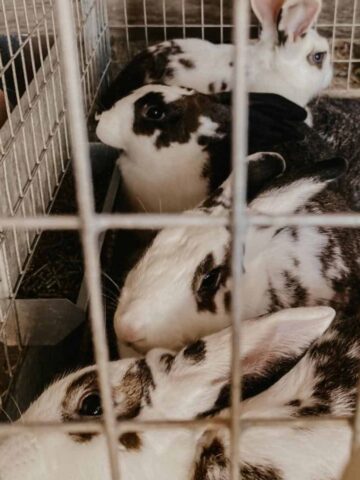 New Zealand - Californian rabbits in a cage. they are eating, drinking, and lounging.