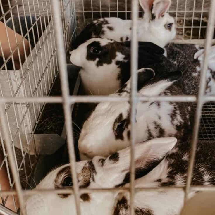 New Zealand - Californian rabbits in a cage. they are eating, drinking, and lounging.