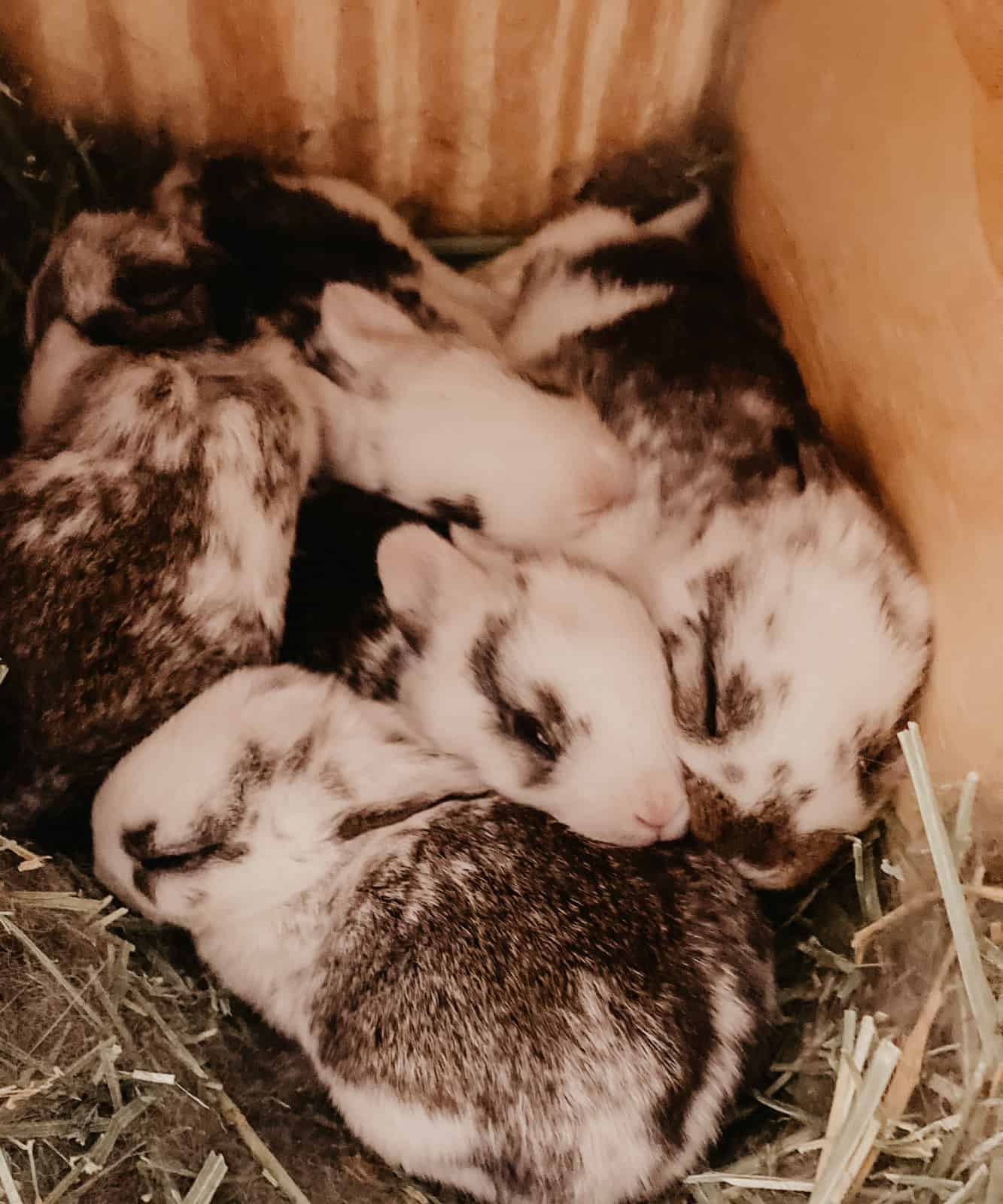 Rabbit kits in a nesting box