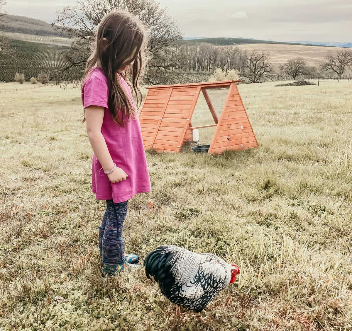 child standing next to a bantam silver laced wyandotte rooster. There is a small animal tractor in the background.