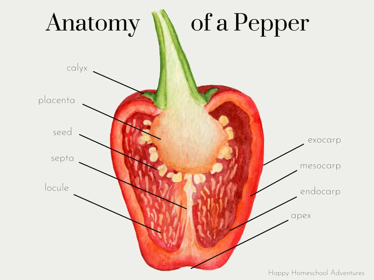 diagram of the anatomy of a pepper