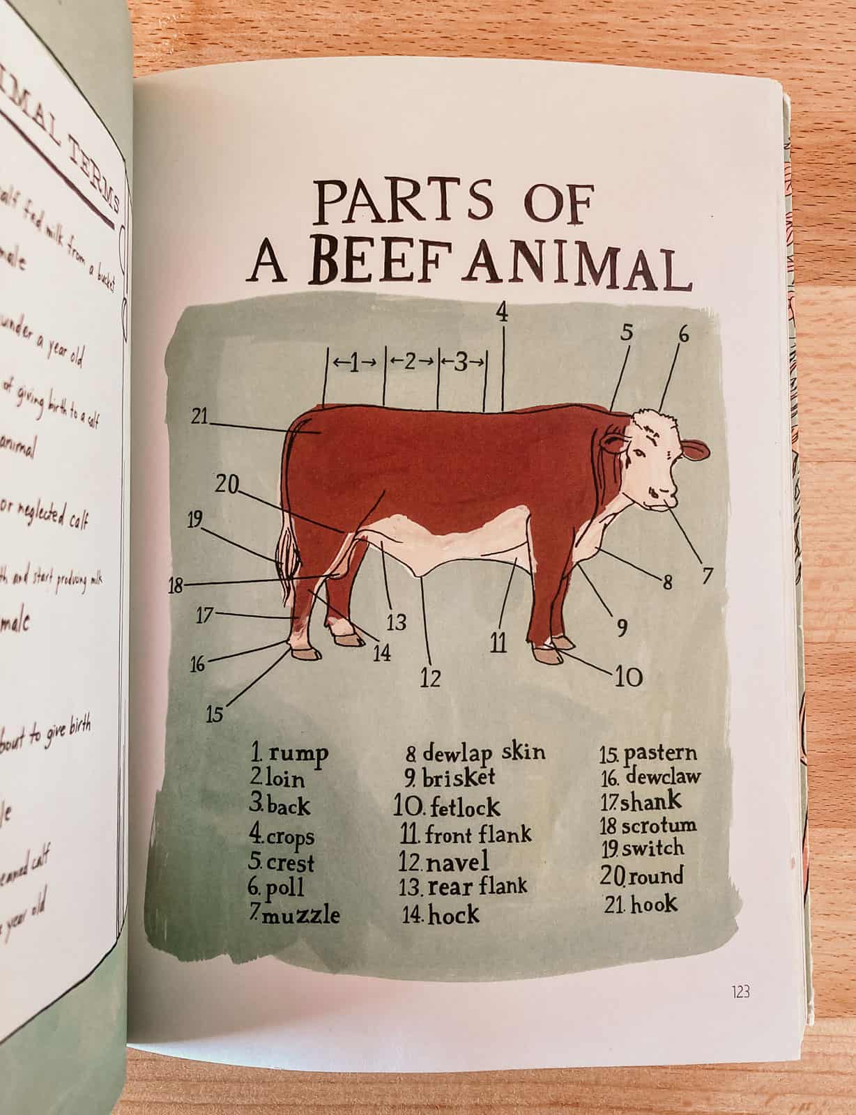 Parts of a beef animal diagram from Farm Anatomy by Julia Rothman