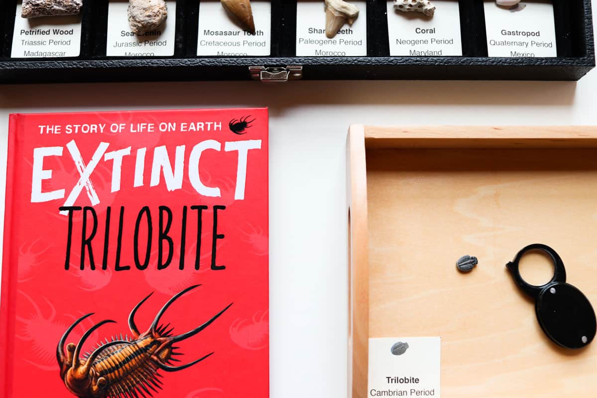 closeup of the Extinct: Trilobite book and a Fossilicious trilobite fossil