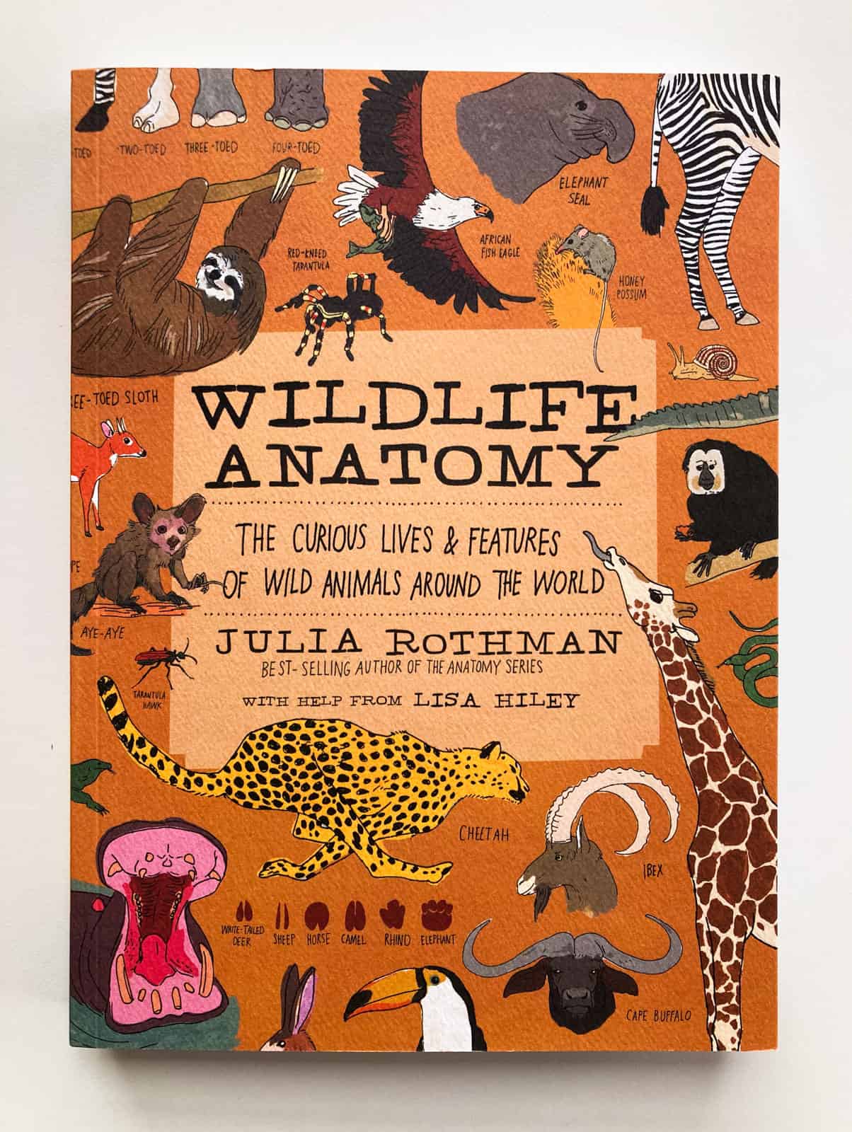 Cover of Wildlife Anatomy: The Curious Lives and Features of Wild Animals Around the World by Julia Rothman with Lisa Hiley