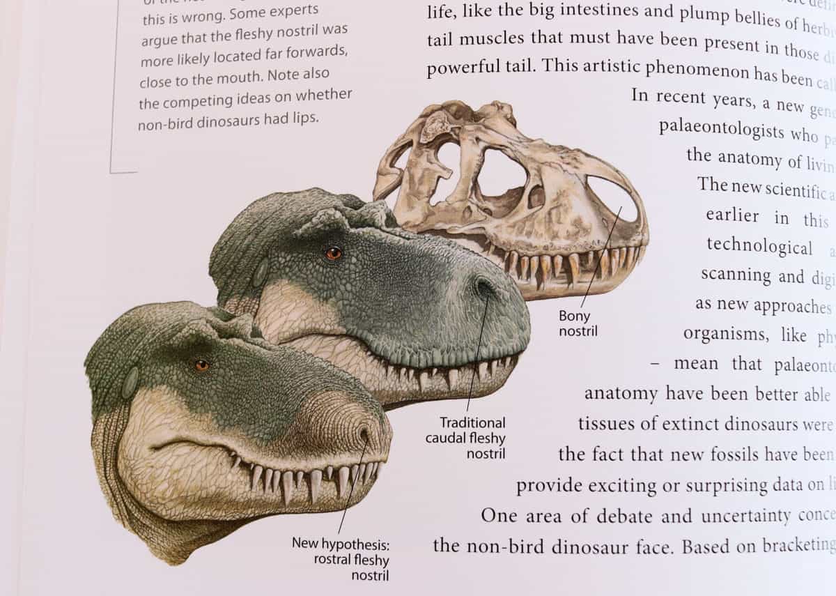 illustration and text about the advancements related to better understanding of non-bird dinosaur anatomy