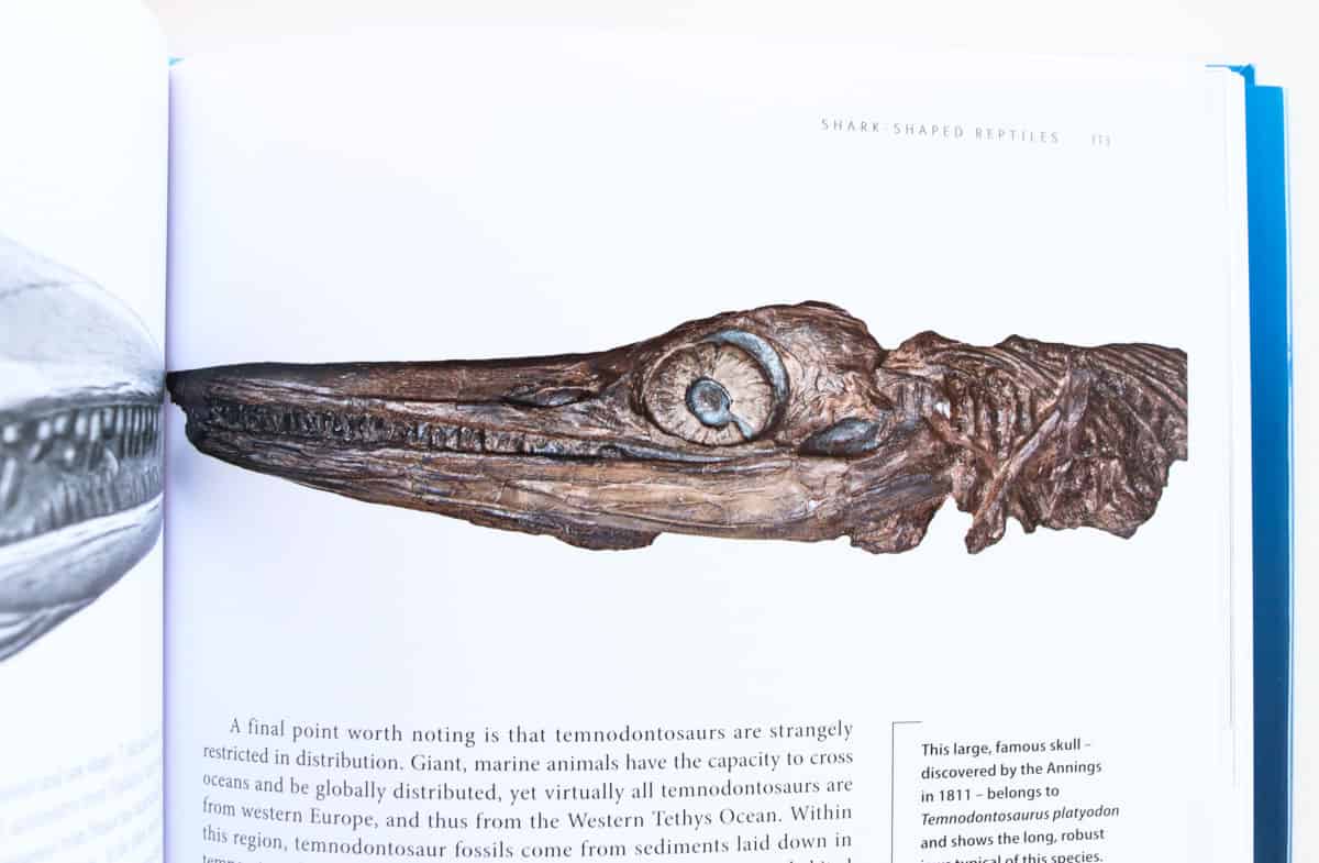 fossil skull of Temnodonosaurus platyodon discovered by the Annings in 1811