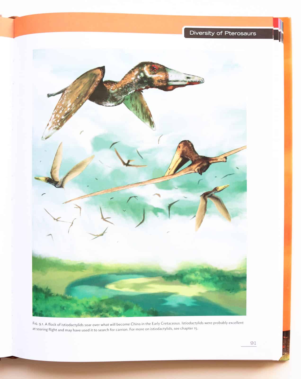 illustration from section on diversity of pterosaurs from Pterosaurs by Mark P. Witton