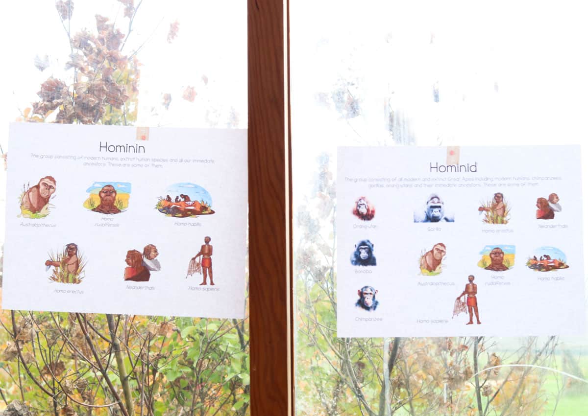 Montessorikiwi Hominin vs. Hominid printables taped to a window