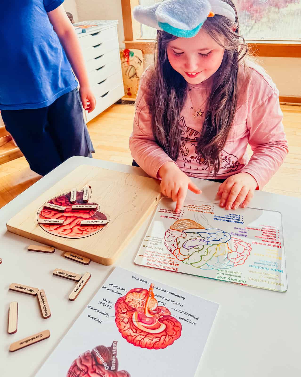 Mirus Toys brain anatomy puzzle with control card and parts of the brain puzzle