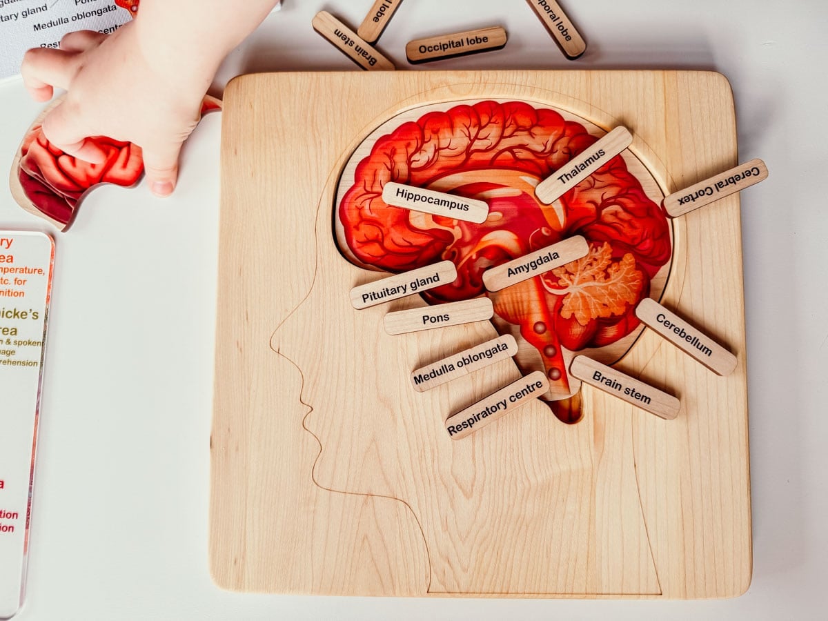 Mirus Toys parts of the brain puzzle with labels