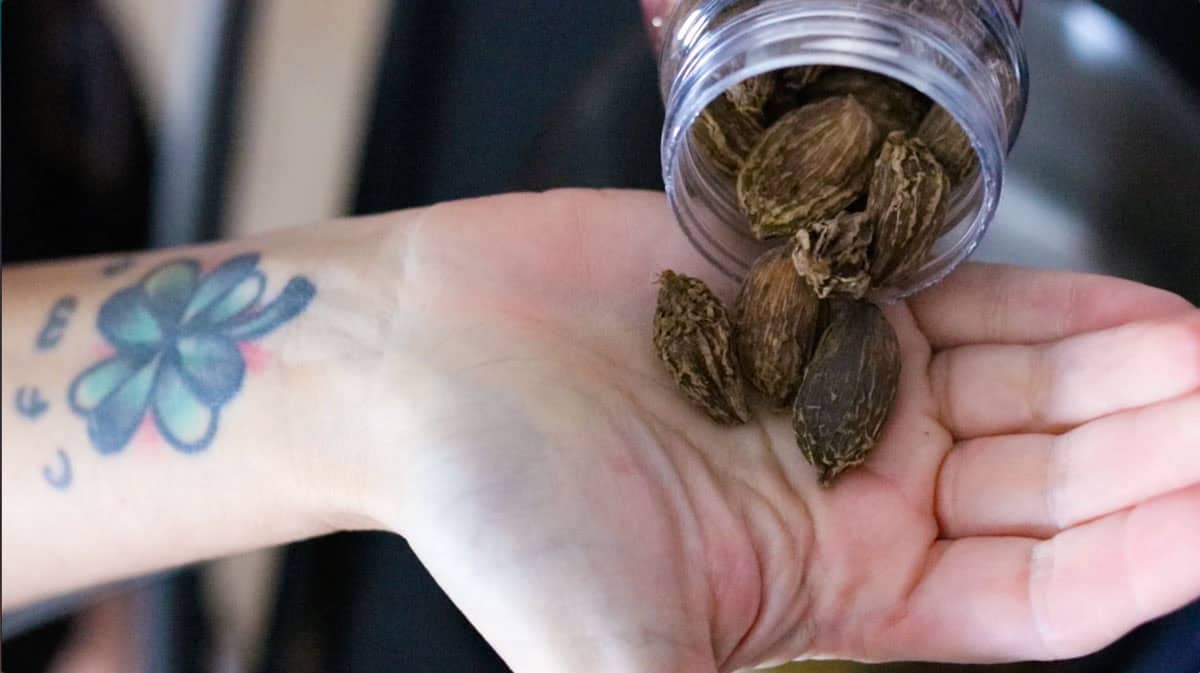 black cardamom in hand