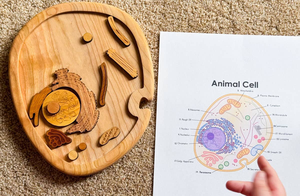wooden animal cell model with a control chart labeling the anatomy