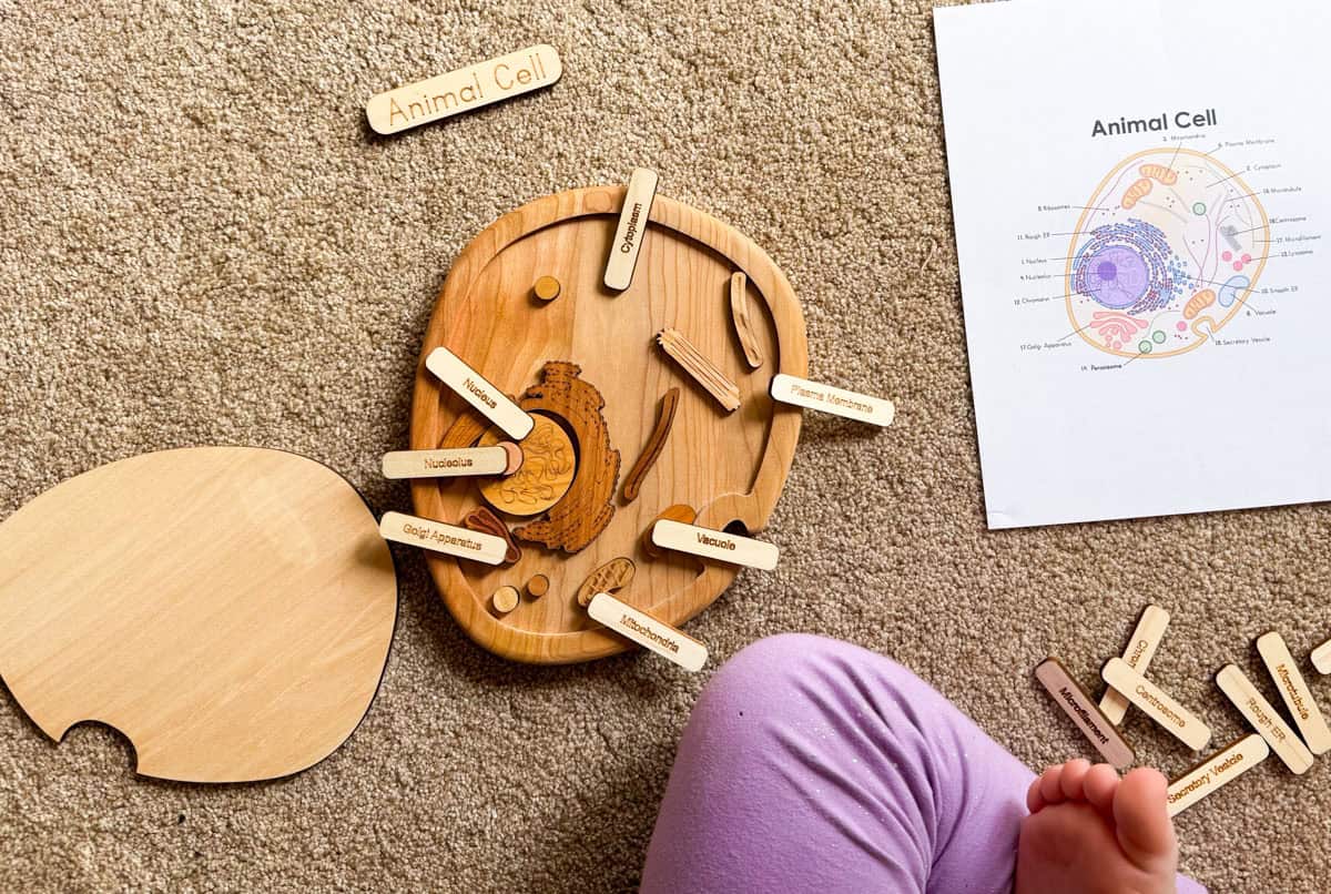 Mirus Toys animal cell puzzle with labels and control chart