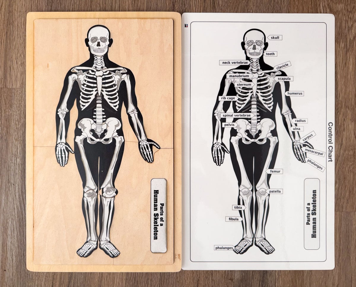 Alison's Montessori skeletal system puzzle and control chart