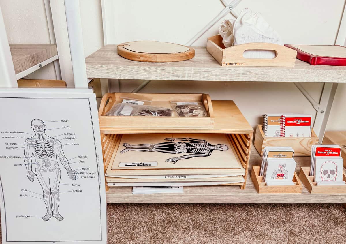 Alison's Montessori skeletal system materials on a homeschool shelf
