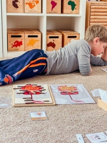 Noah is learning working with Alison's Montessori digestive system materials