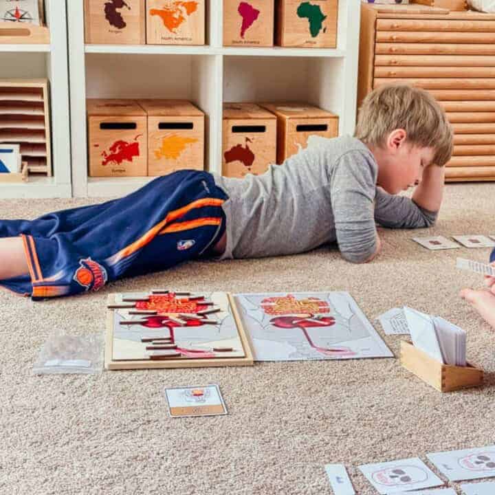 Noah is learning working with Alison's Montessori digestive system materials