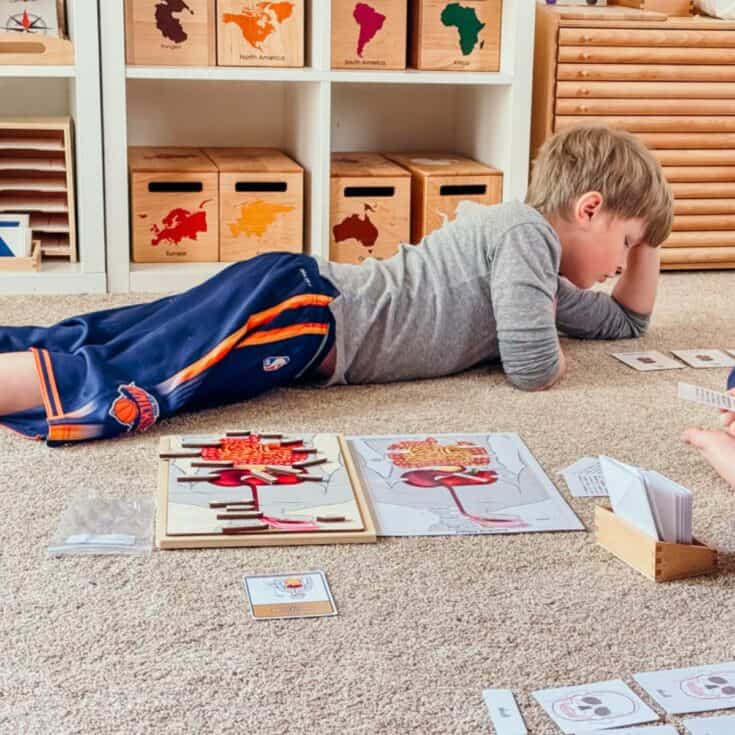Noah is learning working with Alison's Montessori digestive system materials