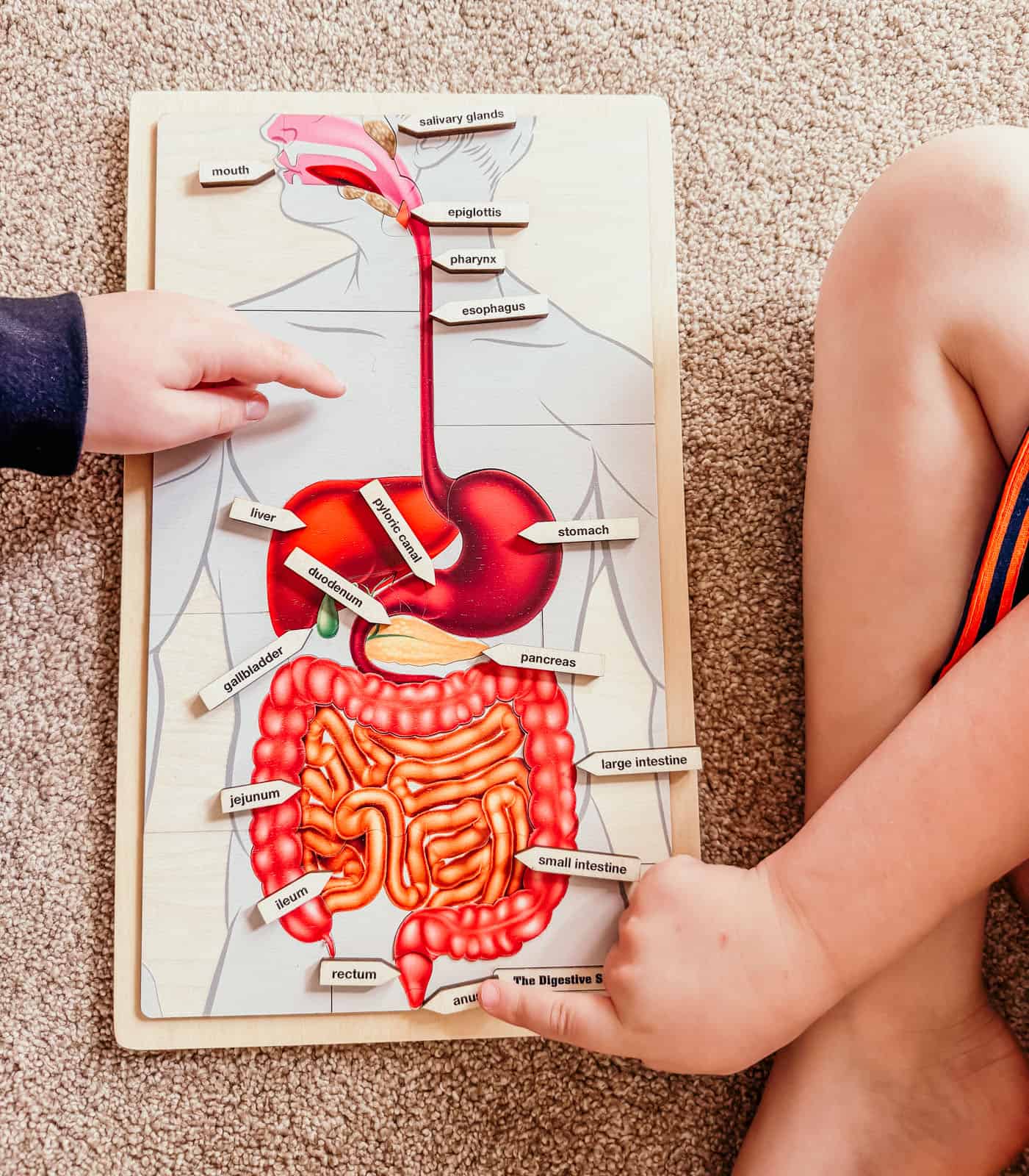 Noah and Kaia are working with digestive system materials